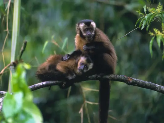 3D2N Manu Amazon Rain Forest Tour de Cusco
