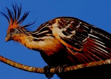 Excursão Expedição ao Acampamento Tambopata 5D4N