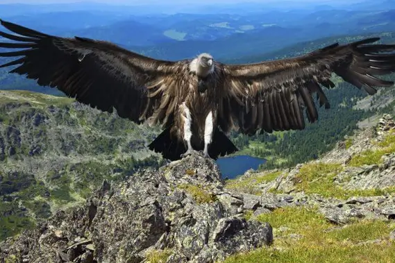 Passeio 2D 1N Colca Canyon saindo de Puno + traslado para Arequipa