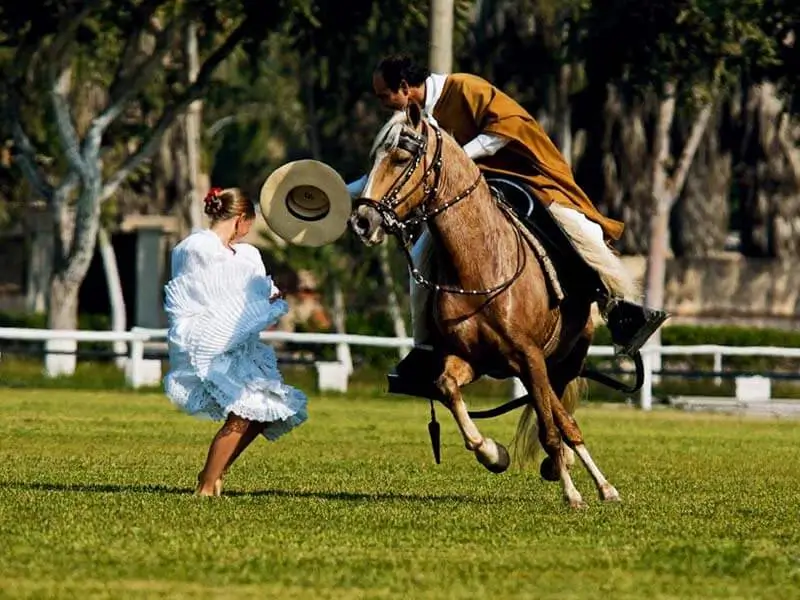 Tour de Pachacamac, restaurante temático, cavalos de paso peruanos.