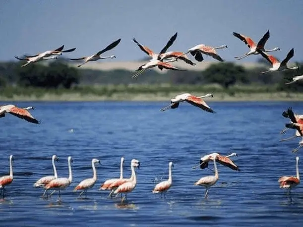 Tour 2D1N do aeroporto de Lima para Paracas, Ica, Huacachina + Linhas de Nazca