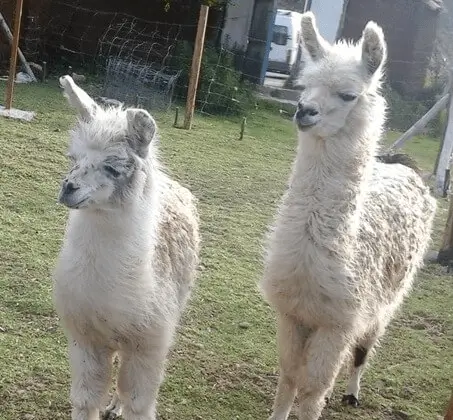 Passeio pelo santuário de vida selvagem com o Condor Flying